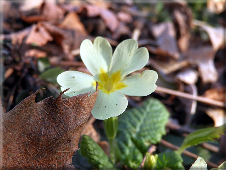 foto Monte Croce di Muggio